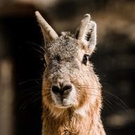 Patagonian Mara