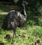 Emu hnědý