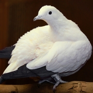 Pied Imperial Pigeon