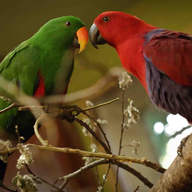 Eclectus Parrot