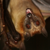 Straw-coloured Fruit Bat 