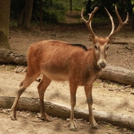 Pere David´s Deer  