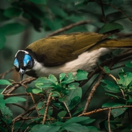 Blue–faced Honeyeater