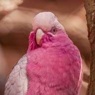 Galah