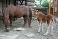 Kůň domácí - pony