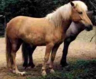 Hauspferd – Shetlandpony