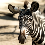 Grevy's Zebra 