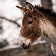 Kiang východní 