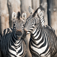 Chapman's Zebra 