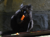 Black Lemur