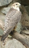 Saker Falcon