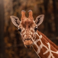 Reticulated Giraffe 