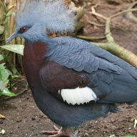 Sclaterś Crowned-pigeon