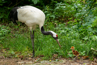 Red-crowned Crane