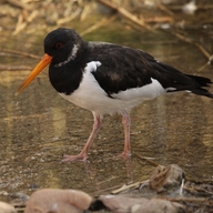 Eurasian Oystercatcher