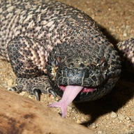 Mexican Beaded Lizard