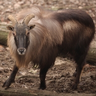 Himalayan Tahr