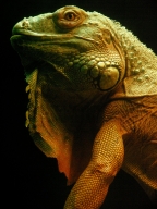 Green Iguana