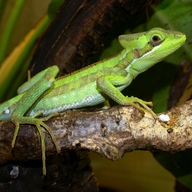 Eastern Casquehead Iguana