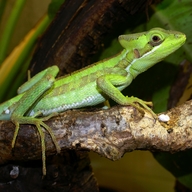 Eastern Casque-head Iguana