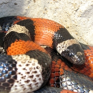 Milk Snake