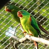Papoušek vlaštovčí