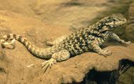 Carinate Curly-tailed Lizard