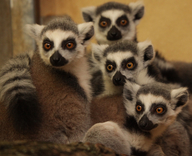 Ring-tailed Lemur