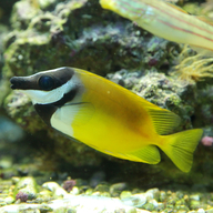 Foxface Rabbitfish