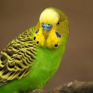 Budgerigar