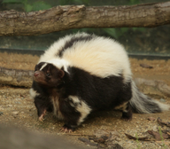 Streifenskunk