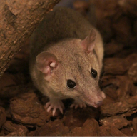 Gray Short-tailed Opossum