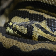 Carpet Python