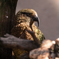 Kea