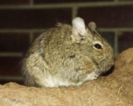 Degu