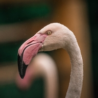 Greater Flamingo