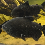 Roter Pacu