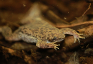Sabana Surinam Toad