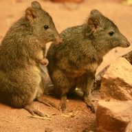 Long-nosed Potoroo