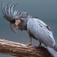 Palm Cockatoo