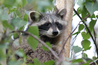 Raccoon