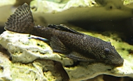 Sailfin Pleco