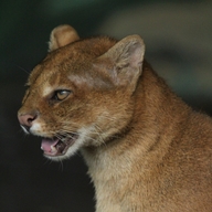 Jaguarundi 