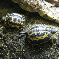 Spider Tortoise