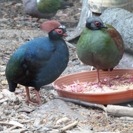 Crested Partridge 