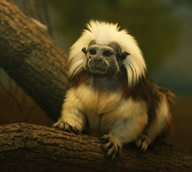 Cotton-top Tamarin