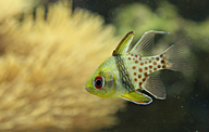 Pajama Cardinalfish