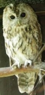 Tawny Owl