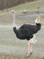 Common Ostrich