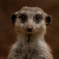 Meerkat 